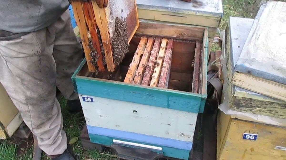 Как се обединяват пчелните семейства За качественото функциониране на пчелина