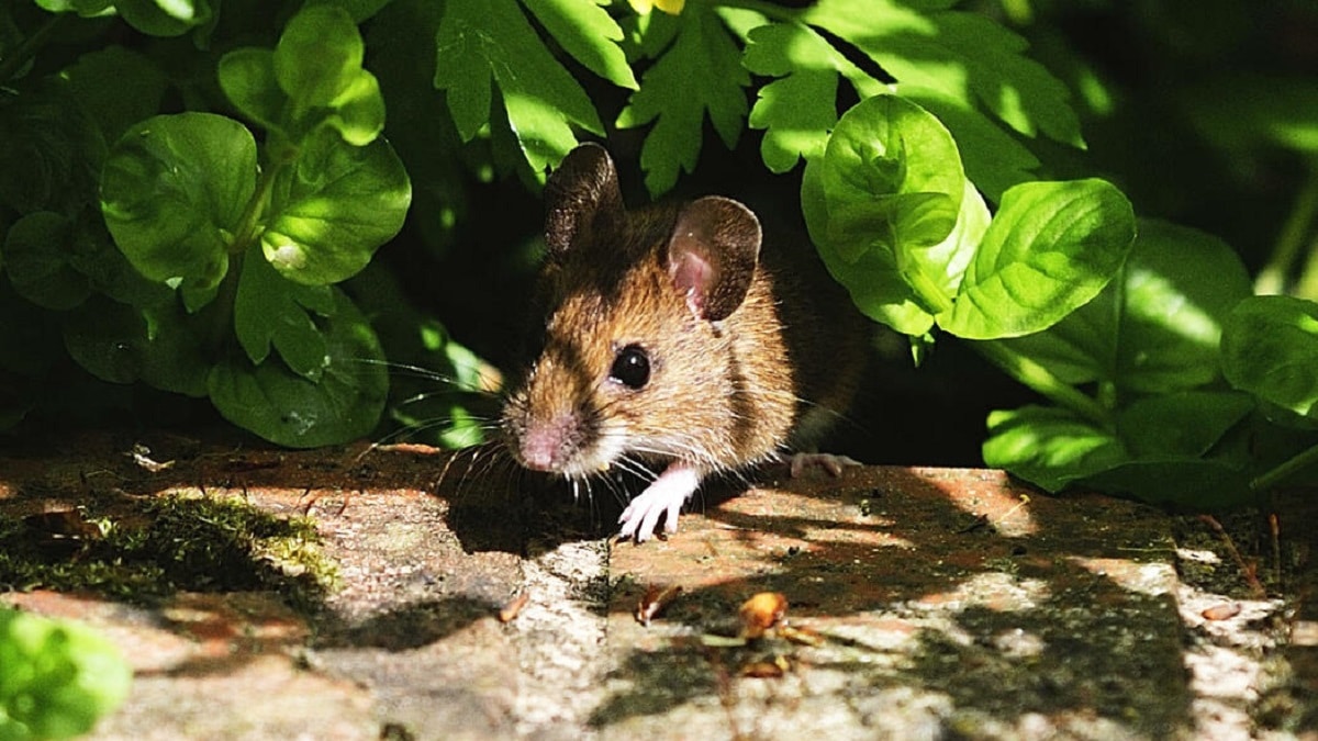 Мишки в градината  Ето как можете да ги прогоните Ясно е
