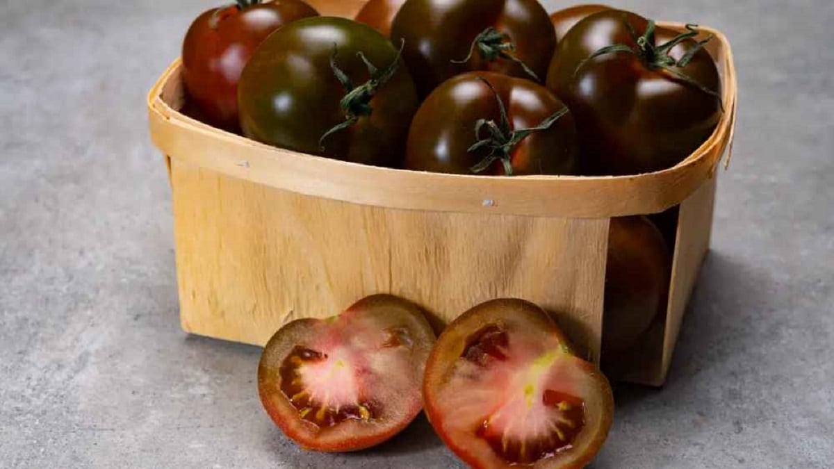 Отглеждане на домати кумато – полезните черни домати. Терминът домати