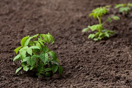 Размножаване на растения със зелени резници - как да направим засаждането